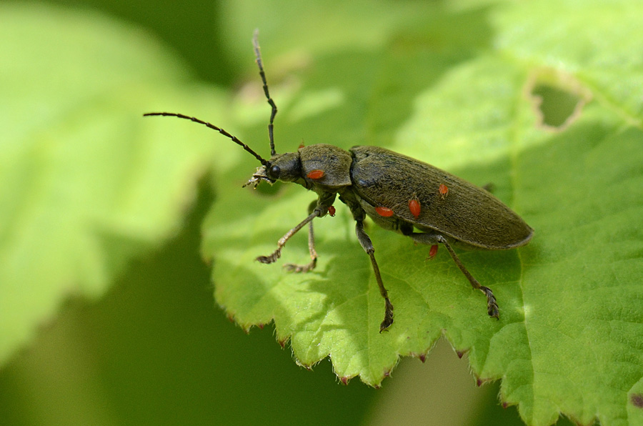 Dascillus cervinus attaccato da acari